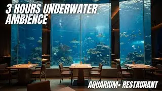 Aquarium Restaurant Ambience 🌊 Relaxing Underwater View | Calm Ocean Sounds