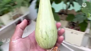 اسباب فشل عقد زهور و ثمار الكوسة تصفر و تذبل و تموت # الزراعة_المائية.