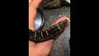 Oruga serpiente