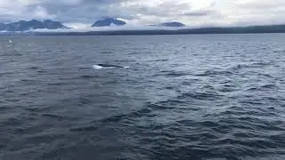 Humpback whales in Stephens Passage, 30 Aug 2018