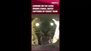 Punjab News: Leopard Causes Chaos Before Being Escorted Out By Wildlife Squad