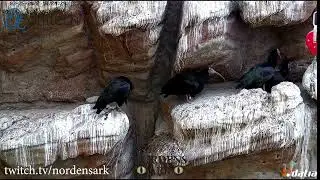 Fighting and mating among the norther bald ibises at Nordens Ark