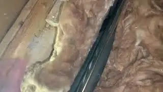 Humidité et pourriture au mur mitoyen la cause la plus courante.