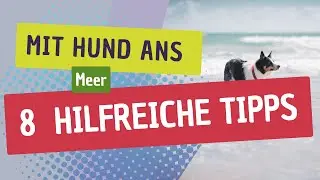 Mit dem Hund ans Meer - 8 hilfreiche Tipps