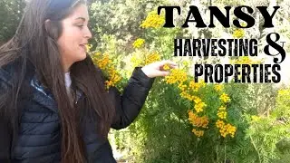 Healing & Medicinal Properties of Tansy Tea | Harvesting & Drying |Take a walk with me in the forest