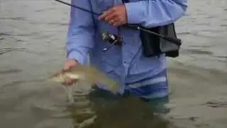 How To Surface fishing for whiting
