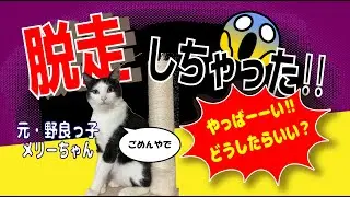 メリーちゃん脱走の巻