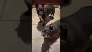 Social media influencers 🤪 #frenchbulldogs #frenchielife #doglover #dogs