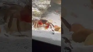 My boy Fring, red claw crab.
