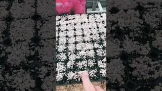 種をパーライトで覆う理由！ #growhoss #gardeningtips #growyourownfood