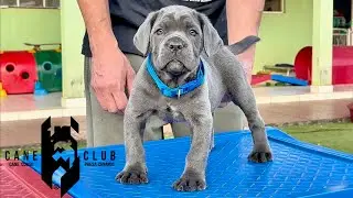 HALK - MACHO CINZA DE CANE CORSO