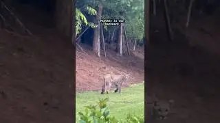 This is the Florida panther .🐆 actually the first time I see one in the wild &hellip; #panthers #wildlife