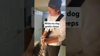Some gratuitous shred while letting a sleeping dog lie #bluesshred #stratocaster #bluesrock #guitar