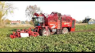 Bieten Rooien I Vervaet Q621 I Hermans Maasbree