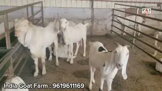 INDIA GOAT FARM KA TOUR - Palai Space Available