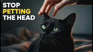 The Surprising Reason Your Cat Might Hate Head Scratches Explained.