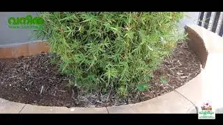 അലങ്കാര മുളകൾ | Ornamental Bamboo | Pachappum Harithabhayum