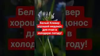 Белый клевер медонос в холодную погоду #клевер #медоносы #травы #пчеловодство #травянойсбор #пыльца