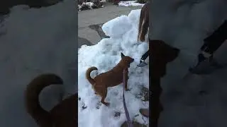 Jesdue eats ice