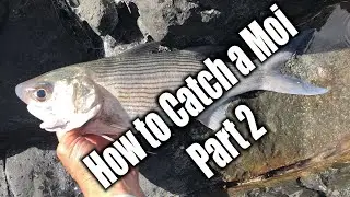 🎣 Beginner&rsquo;s Tips Part 2: How to Catch Moi from Shore in Hawaii.