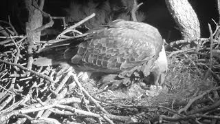 FOBBV Cam~😭☹️The second egg is lost~1:33 AM 2026/01/31