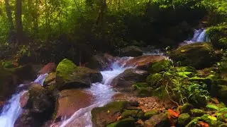 Healing Calmness: Babbling Brook & Morning Birdsong, Calming Nature Ambience for Meditation