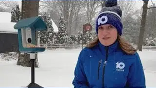 Birds and cold weather