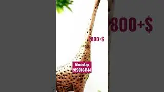 Home Decor || Rust Free Iron Powder Coated Giraffe (Set of 2) || SB Fashions