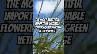 The most valuable highest super biomass production multi-use flowering HEDGE GLOBAL WARMING SOLUTION