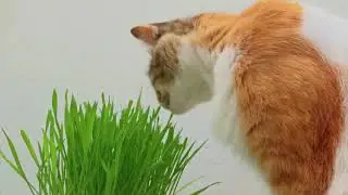 MOI J'AI ECHOUE | ESSAYER DE NE PAS RIRE | VIDEOS DROLE DE CHAT