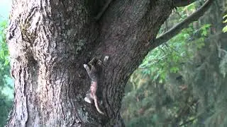 He finally climbed the big tree