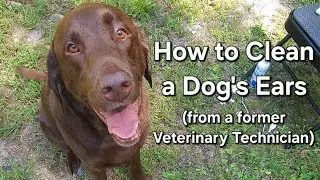 How To Clean Your Dog's Ears 🐾 (from a former Veterinary Technician)