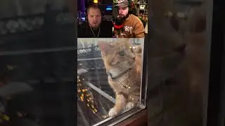 This Poor Cat Forgot How To Get Inside #shorts
