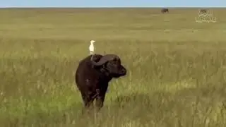 Львицы нападают на буйволов, отбившихся от стада