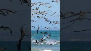 Pelican Feeding Frenzy! #shorts #pelican #brownpelican