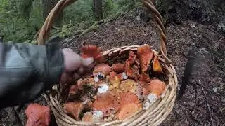 Lobster and Chanterelle Mushroom Picking Pacific Northwest