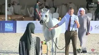 N 273 SK KHALIFA   The Arabian Horse Show For Local Breeders 2025   Colts 3 Years Old Class 8