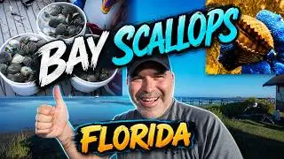 BAY SCALLOPING IN PORT ST. JOE, FLORIDA: ST JOE BAY 2024