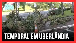 Chuva forte causa estragos e quedas de árvores em vários bairros da cidade