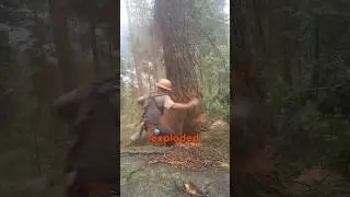 Tree Falls Apart While Being Cut Down