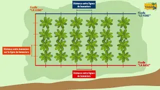 FABA - Installer ses bananiers plantains : préparer, piqueter, planter !