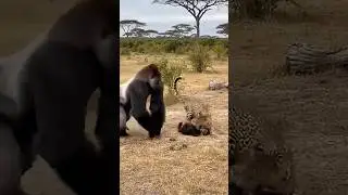 can the gorilla protect the infrant gorilla from the Leopard's attack 🦍 🐆❓#gorilla #rescue #danger