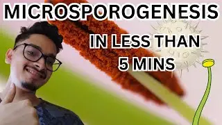 Microsporogenesis in less than 5 minutes.