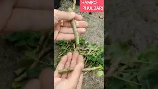 New & Best Method to Grow Geranium from Cuttings | Easy Rooting Technique | #shorts