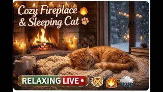 🔴 LIVE Cozy Fireplace 🔥 & 🐱 Sleeping Cat  | Cat Purring, Fire Crackling & Gentle Rain | Relaxing