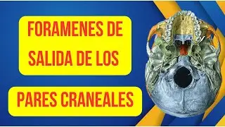 FORAMENES DE EMERGENCIA DE LOS PARES CRANEALES