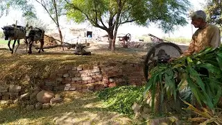 Old Toka Machine | Punjabi Farmer Cutting Fodder with help of Bulls | Gear Toka Machine