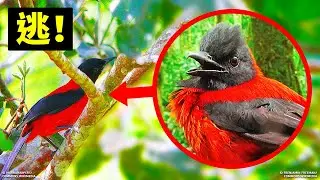 如果看到這種鳥，快點爬到樹上保命！