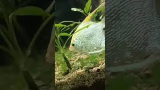 silver fish 🐟🎏 golden fish #fishing #fish #silverfish #goldenfish #seafish #smallfishes #fishlover