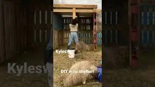 #diy#emu#shelter#wood#pallets#pubgmobile#love#farmer#zoo#viral#shorts#wildlife